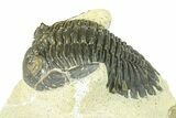 Bargain, Hollardops Trilobite Fossil - Ofaten, Morocco #287462-2